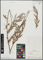 Foto von Salix alba L.